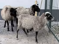 Ram, Hissar sheep — photo 1