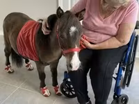 Stute, Miniature horse — Foto 3