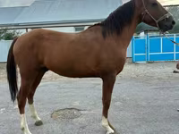 Caballo, Caballos — foto 1
