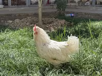 Chickens — foto 2