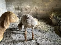 Sheep, Katum sheep — photo 4