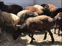 كبش, الأغنام — الصورة 1