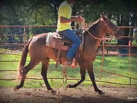 فرس, Standardbred — الصورة 3
