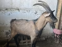 बकरा, Oberhasli goats — फ़ोटो 2