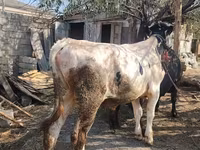 ثور, الماشية — الصورة 3