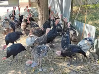 Turkeys — الصورة 5