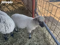 Carnero, Shroshire sheep — foto 2
