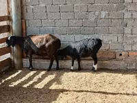 Oveja, Ovejas — foto 2