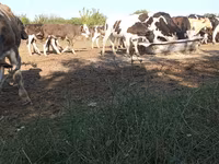Bull, Russian Black pied cattle — photo 2