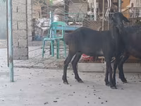 Cabra, Cabras — foto 2