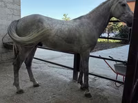 Caballo, Orlov Trotter — foto 1