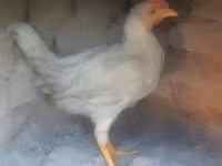 Chickens — Foto 5
