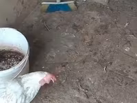 Chickens — Foto 8