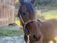 Caballo, Rocky Mountain Horse — foto 2