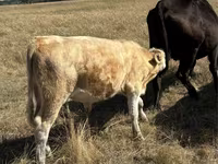 Toro, Vaca roja sin cuernos — foto 2