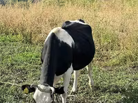 Cow, Russian Black pied cattle — photo 2