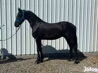 حصان, Friesian — الصورة 4