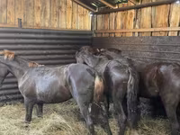 Horse (M), Horses — photo 4