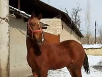 Hengst, Karabair horse — Foto 4