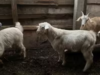 Ziegenbock, Ziegen — Foto 3