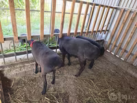 Carnero, Hissar sheep — foto 3