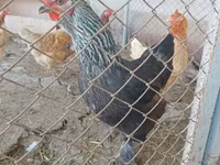 براهما — الصورة 6