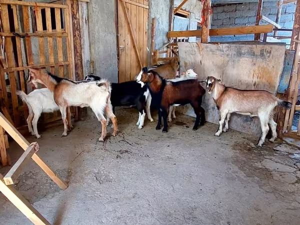 Cabra, Cabras