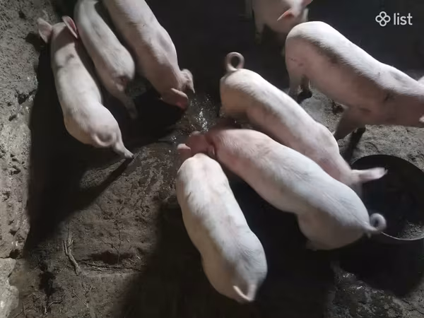 Säue, Дюрок