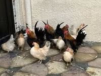 Chickens — 照片 2