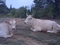 母牛, Brown Carpathian breed — 照片 3