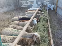 母羊, Tian-Shan semifinewool sheep — 照片 3
