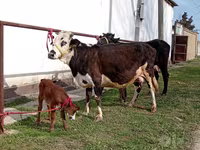 Kuh, Simmental cattle — Foto 1