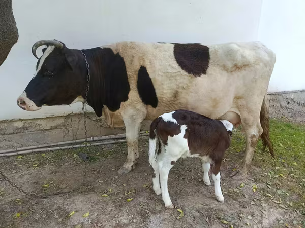 Cow, Simmental cattle