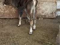 公牛, Alatau breed — 照片 4