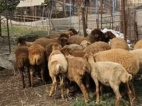 Ovejas (lote, sexo no especificado), Karabakh sheep — foto 3