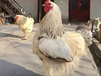 براهما — الصورة 2