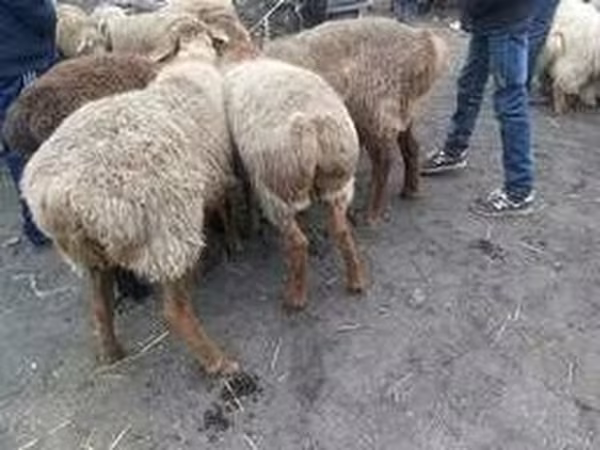 Баран, Бараны