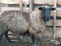 Carnero, Romanov sheep — foto 2