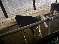 ثور, Latvian Blue cattle — الصورة 3