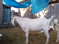 تيس, Saanen goat — الصورة 7