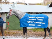 Hengst, Orlov Trotter — Foto 2