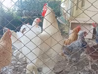 براهما — الصورة 2