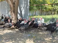 Turkeys — الصورة 3