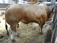 Toro, Partenaise cattle — foto 3