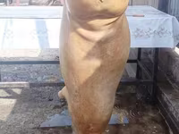 Carnero, Ovejas — foto 4
