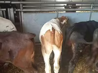 ثور, Simmental cattle — الصورة 4