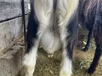 Ziegenbock, Alpine goat — Foto 5