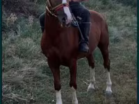 Caballo, Tatar horse — foto 1