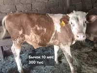 ثور, Simmental cattle — الصورة 7