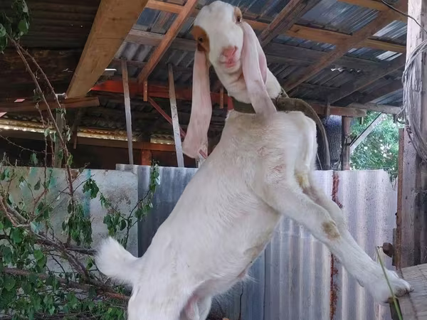تيس, Kamori goats